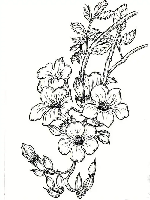 线描手绘花卉临摹凌霄033