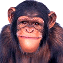 [分享]葵花子不可多吃