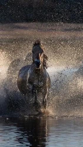 马在水中奔跑,飞溅 iphone 壁纸