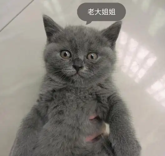 英短蓝猫找主人