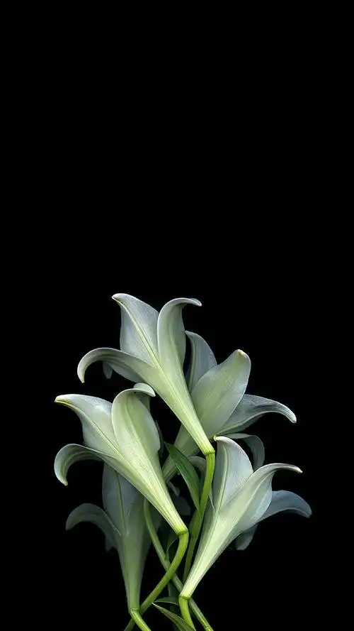 唯美暗色调植物光影拍摄