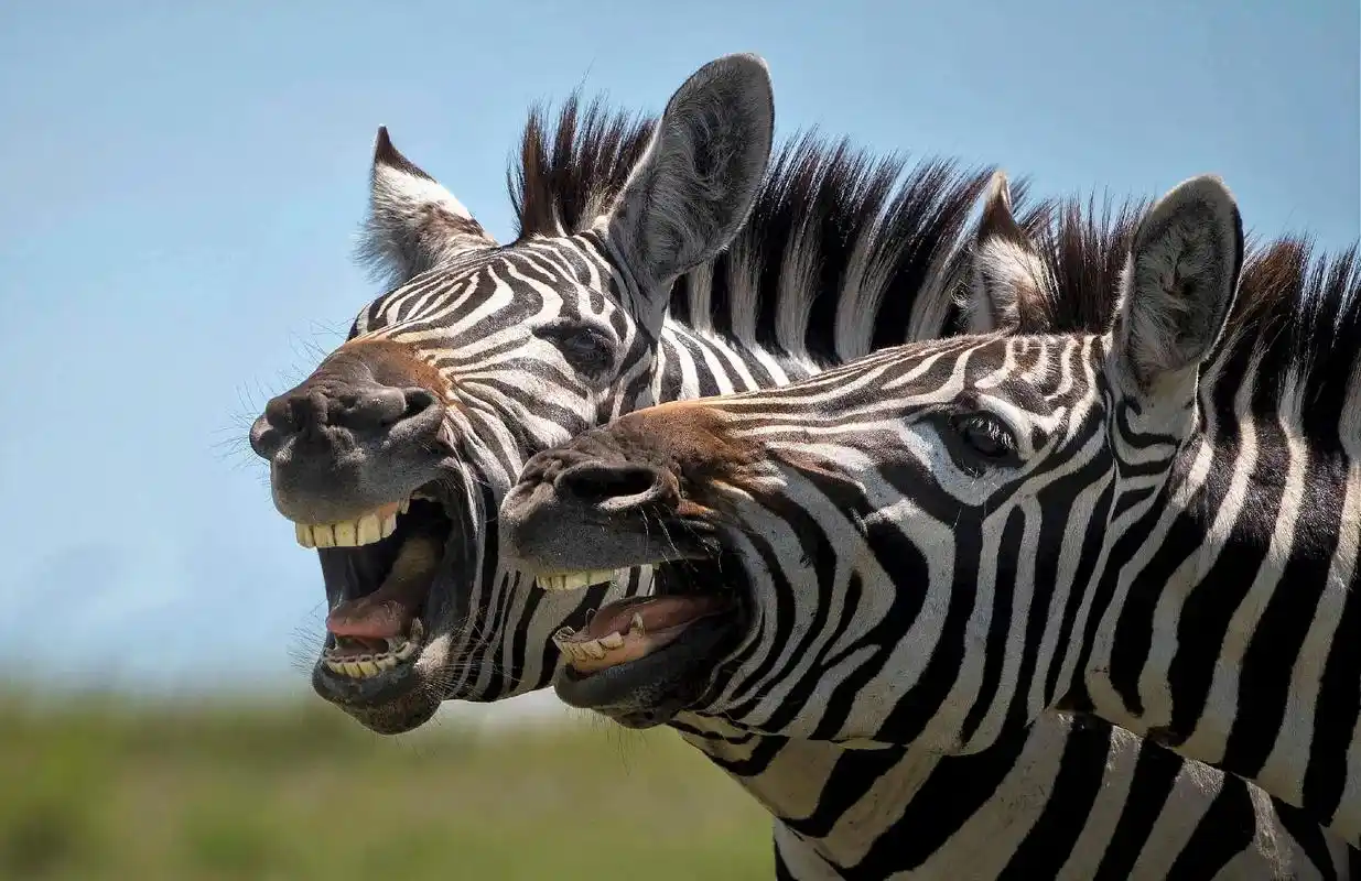 马赛马拉"搞怪"的斑马们 #不一样的风景 #唯美意境 #难得 - 抖音