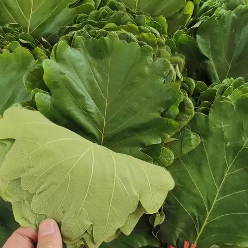 伯乐子叶粽子叶饼包叶桲椤菠萝新鲜柞树叶伯乐玻璃树叶