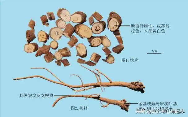 柴胡的作用和功效,柴胡功效和作用(柴胡:祛邪退热,疏肝解郁)