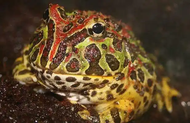 角蛙吃小鼠,金鱼,蚯蚓等几乎一切在它们面前活动的东西,一只成年角蛙