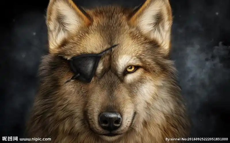 1575像素格式:jpg颜色:rgb10元(cny)×关 键 词:狼 狼王 孤狼 独眼狼