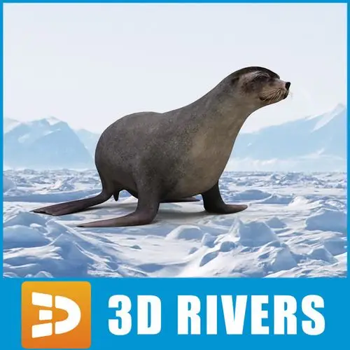 fur seal 3d model