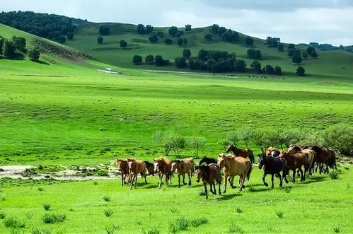 【站在草原望北京】北京 内蒙古乌兰布统大草原 河北塞罕坝国家森林