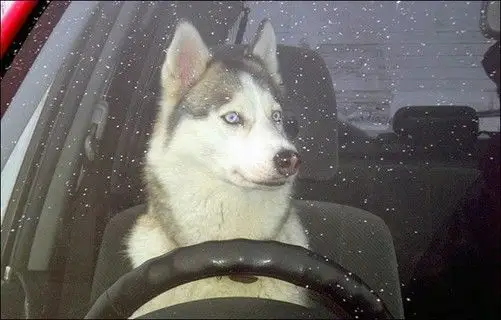 开车中的九个常见致命强迫症 你一共中枪几条-中关村在线