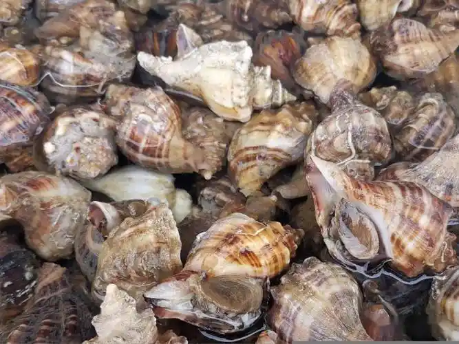 青岛常见食用海螺图鉴