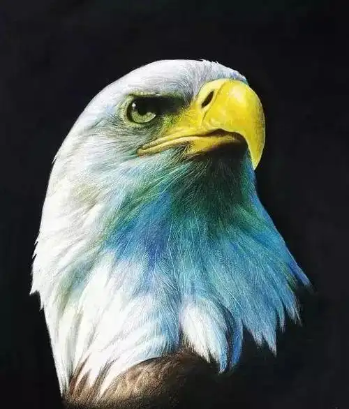 教你画一个白头彩铅海雕!