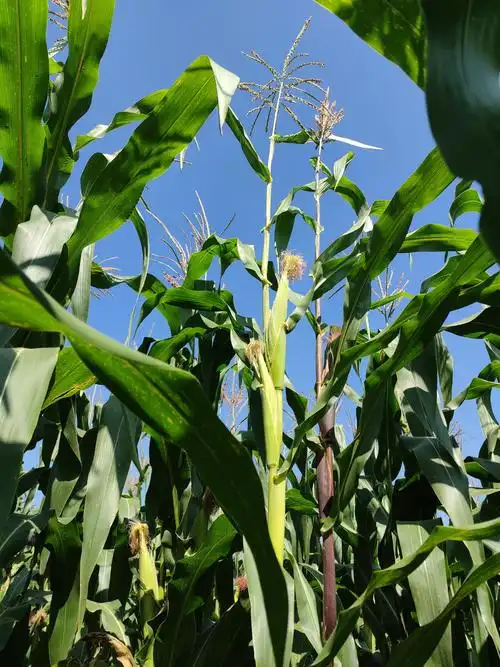 早晨的玉米地里72