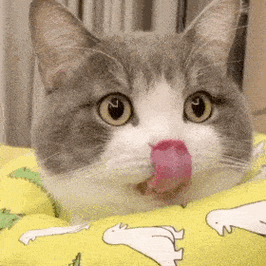 历史回顾网红猫咪土豆表情包八