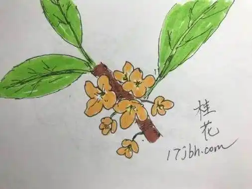 桂花树儿童画怎么画桂花树简笔画图片大全桂花简笔画最好看的桂花简笔