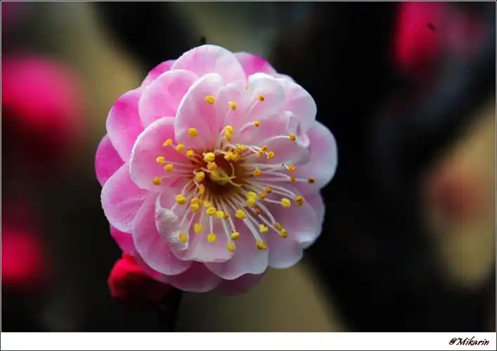 [图片] 同一朵梅花的三种拍摄,请看官评一评哪张更入眼? - 生态摄影 -