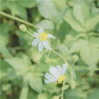 精选很治愈心灵的大自然风景图片 精致好看的微信背景图头像合集_风景