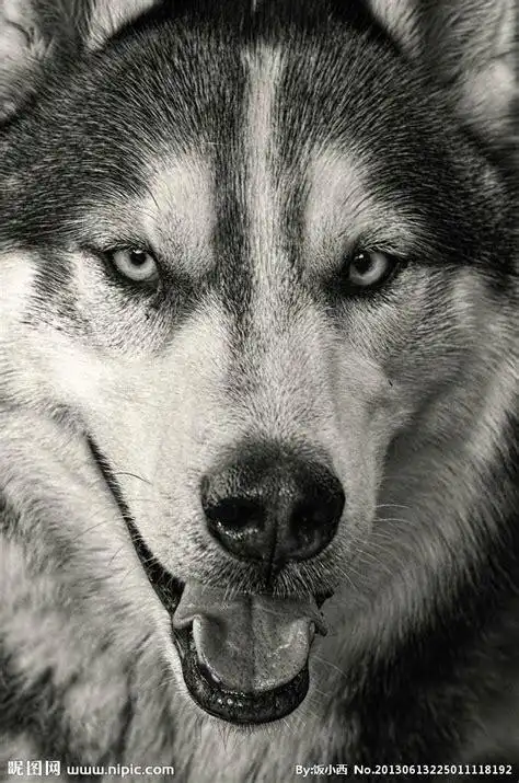 最霸气狼的图片最霸气狼的图片壁纸2022已更新今日图集