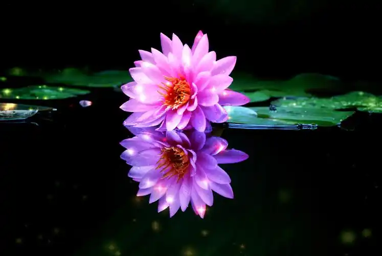 中国龙江【摄影视界佳作群】 荷花专刊 上集