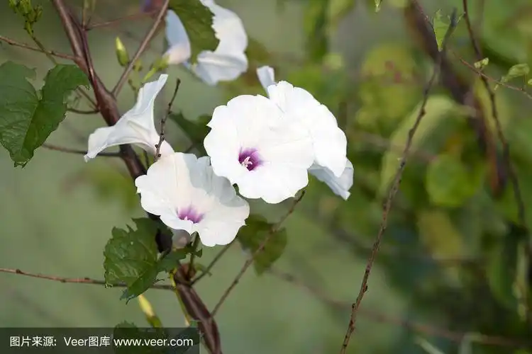 盛开的野生白色牵牛花在夏天在山谷福吉国家历史公园