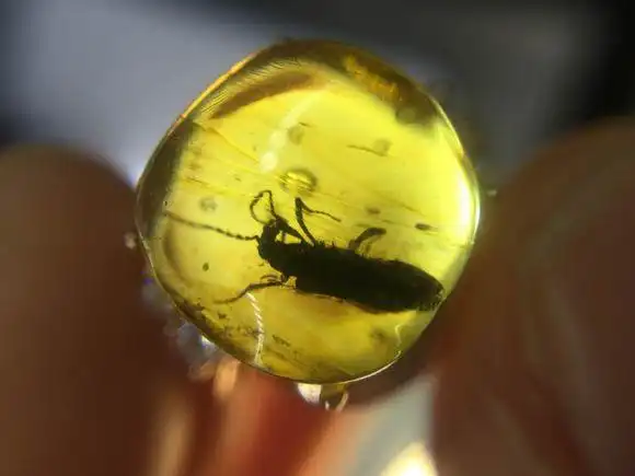 虫珀,有着很多不同的寓意,涨知识-搜狐