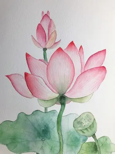 水彩荷花有临摹有原创你喜欢哪个