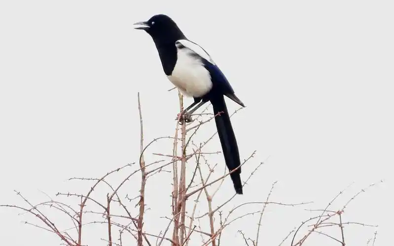 枯枝上的喜鹊,喜鹊叫声,喜鹊喳喳叫好事就来到