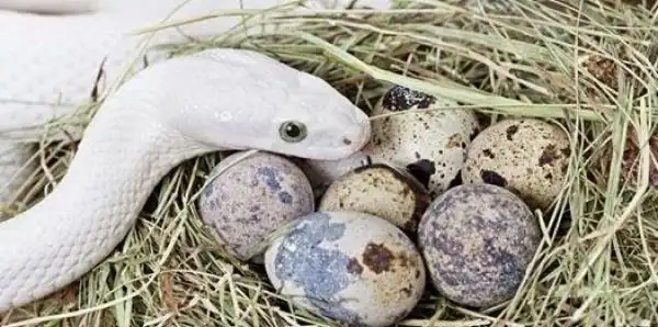 卵子和新生儿的字面意思分别是产卵和活产卵;动物,如爬行动物,鸟类和