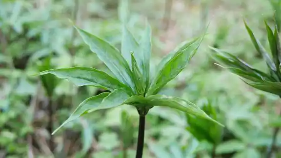 农村神奇的传统名贵野生中药材云南白药主要配方你认识吗