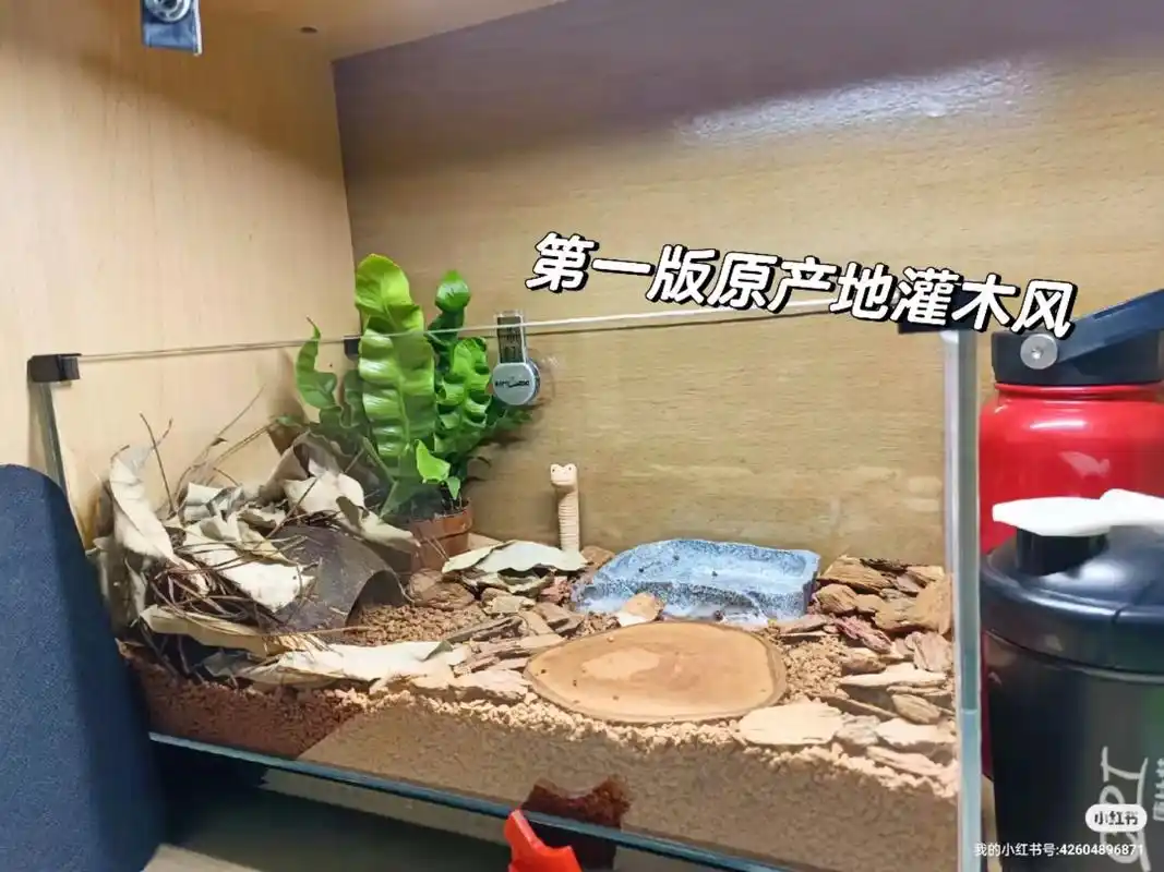 养黄缘学会了各种造景.都是去年的图咯~龟缸安置在宿舍桌子上  - 抖音