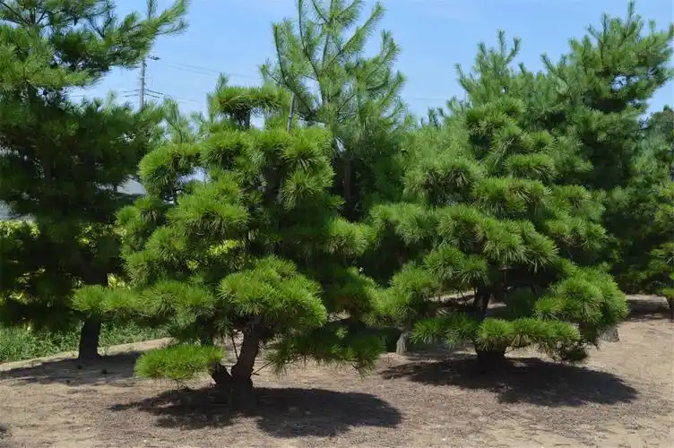 黑松(松科松属植物)_摘编百科