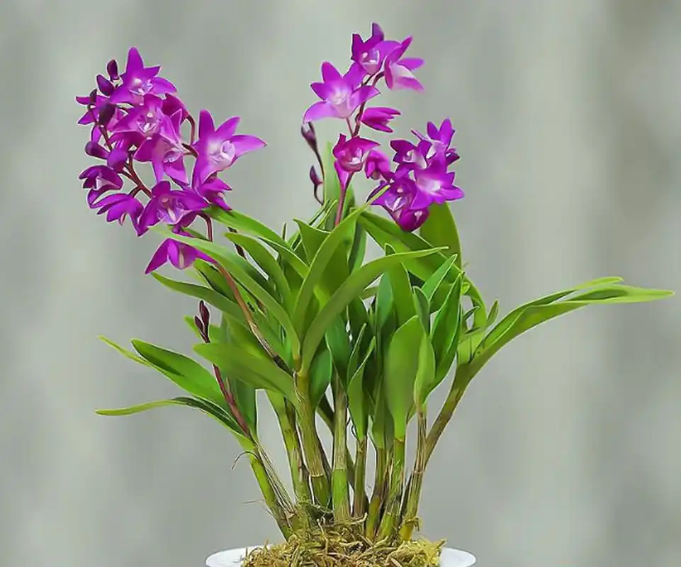 香水石斛兰是极具观赏性的兰花,适合水培,通过适当的养护方法能够茁壮