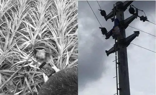 男童被电死后尸身倒挂在电线杆上,头颅则是掉落到底下的草丛内(翻摄