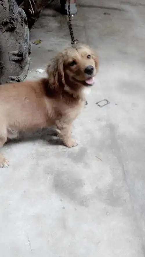 耳朵下垂很大,黄色毛,没尾巴,是什么狗