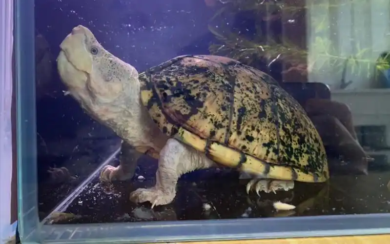 传说级剃刀蛋龟