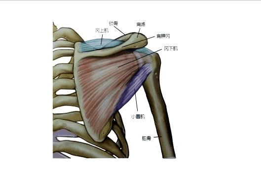 健身教练课程之肩部肌肉练习方法第二节答案