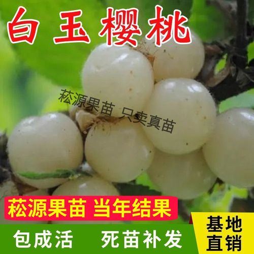 白玉樱桃树苗南北方庭院地栽嫁接特大白樱桃果苗阳台盆栽当年结果