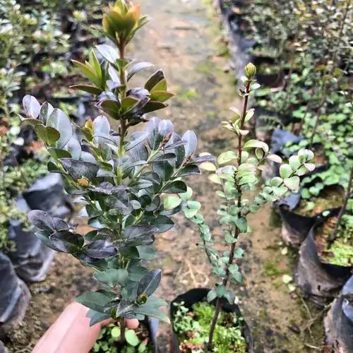 细叶紫檀树苗 珍贵植物树木 小叶紫檀木苗小苗 小叶紫檀苗 40cm(含)