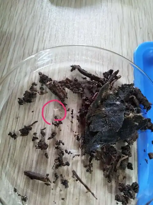 你们很少见过蚯蚓宝宝吧