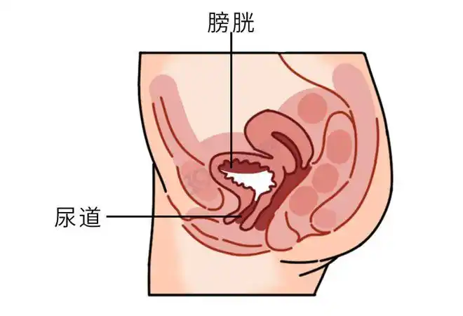 涨知识了|排尿|尿道口_网易订阅