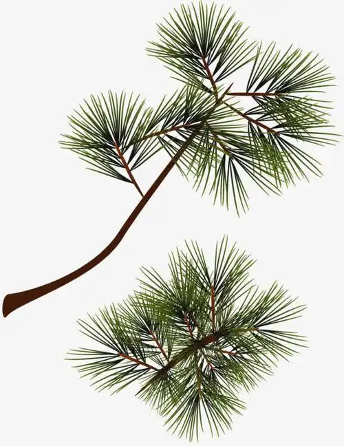 儿童松树叶简笔画视频