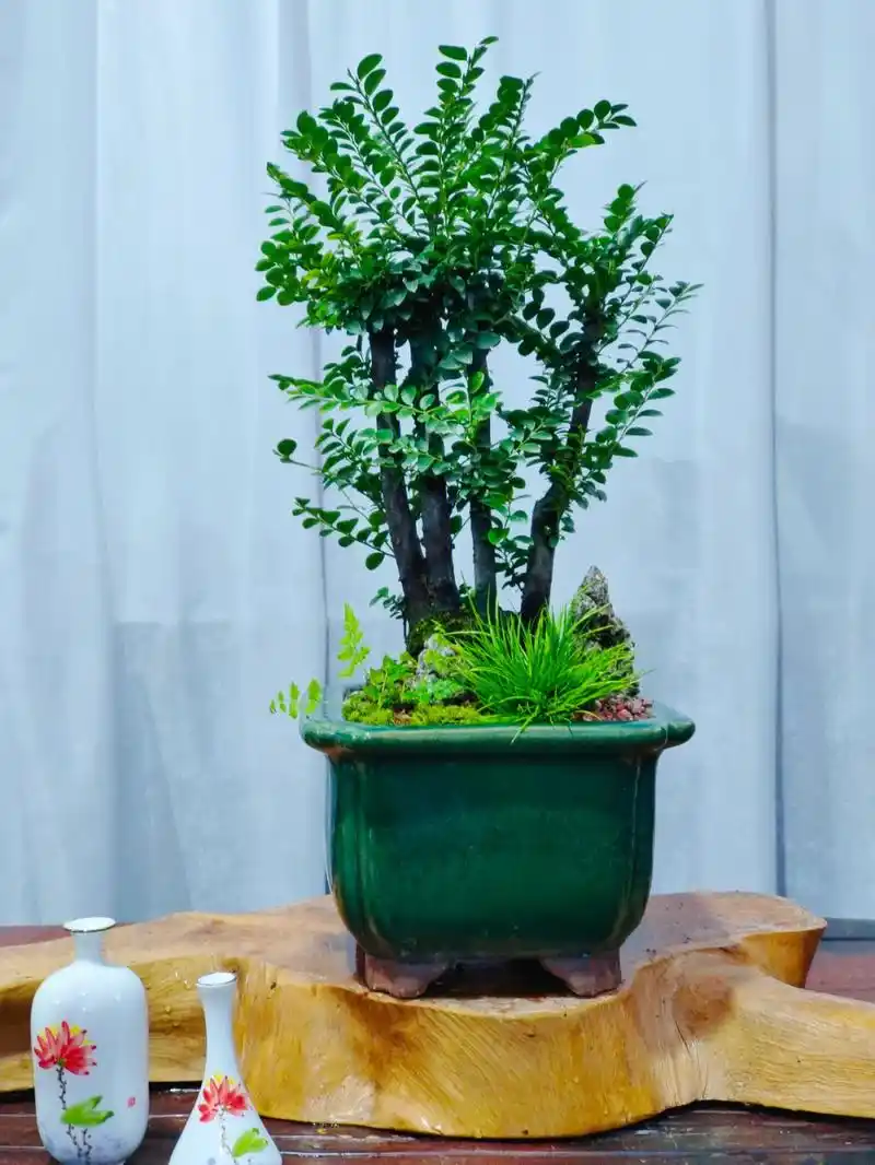 小叶紫檀盆景深圳花店