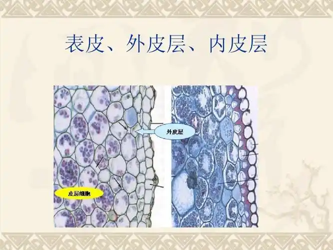 植物营养器官的观察Ⅰppt