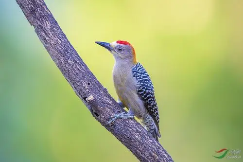 红冠啄木鸟