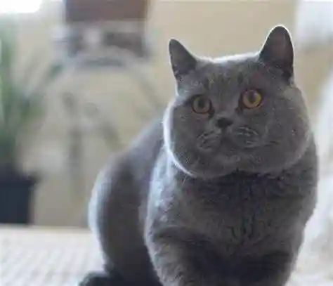 一点关于蓝猫发腮的疑问