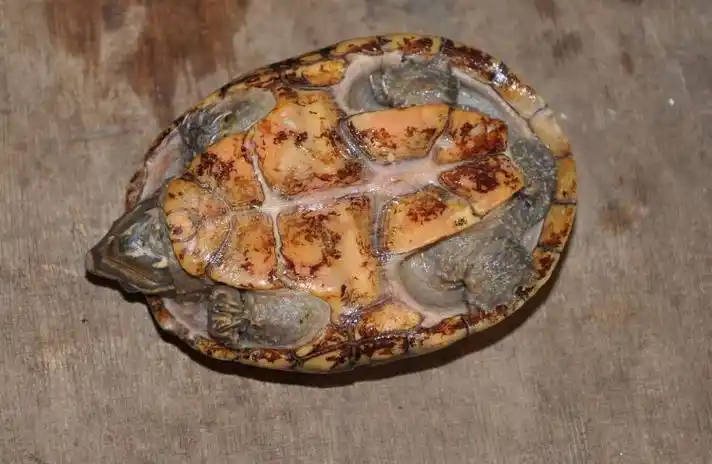 p>麝香龟(学名: i>sternotherus odoratus /i>