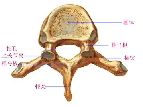 椎体 椎孔 上关节突 椎弓板 椎弓根 横突