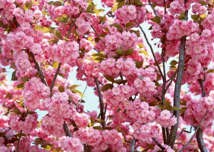 中国自主民族樱花品牌:"广州樱"全国发力