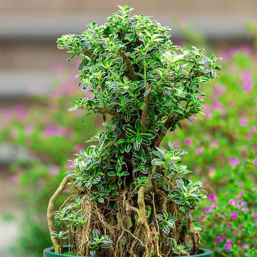 金边六月雪盆栽庭院阳台四季常青好养植物提根观茎造型树盆景绿植