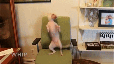 是一只会跳舞的狗狗,在家不管何时何地,一言不合就开始跳舞,甩头扭腰