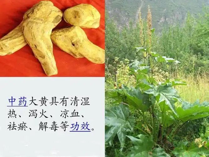 中药大黄具有清湿 热,泻火,凉血, 祛瘀,解毒等功效.